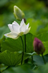 Prénoms inspirés des philosophies orientales en vogue pour 2026