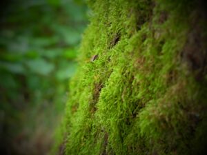 Prénoms inspirés par les tendances en développement durable pour 2026
