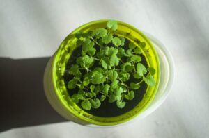 Prénoms inspirés par les tendances en matière de développement durable en 2026