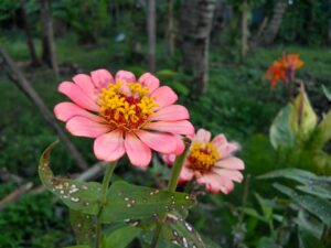 Prénoms 2026 : Les prénoms filles inspirés par les fleurs exotiques