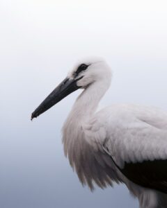 Prénoms inspirés de la psychologie positive pour 2026