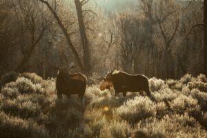 Prénoms inspirés des quatre éléments pour 2026 : feu, eau, terre, air