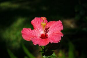 Prénoms Italiens Fille : Les Plus Beaux et Leur Signification