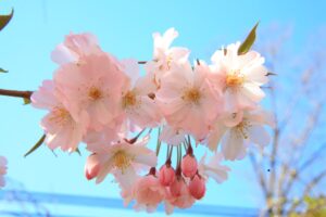 Prénoms japonais pour bébé : les 50 plus beaux