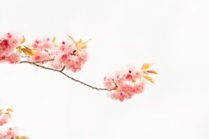 Prénoms Japonais Fille : 50 Noms avec Signification et Origine