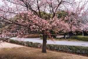 Prénoms japonais : signification et guide complet 2026