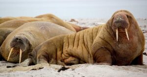 Prénoms Filles Inspirés de la Nature : Notre Sélection 2026