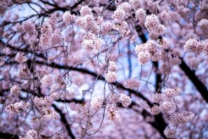 Prénoms japonais : signification, kanji et guide complet pour choisir