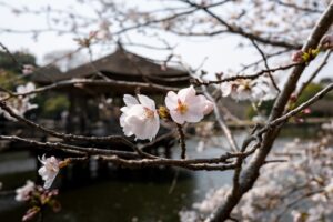 Prénoms japonais : signification, origine et comment bien choisir