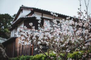 Prénoms japonais : signification, origine et guide complet 2026