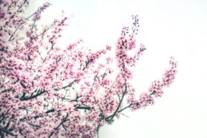 Prénoms japonais filles : significations et tendances 2026