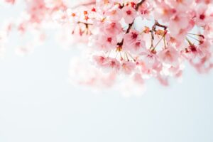 Prénoms japonais : signification et guide 2026