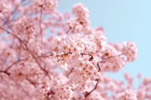 Prénoms japonais et leur signification : guide complet 2026