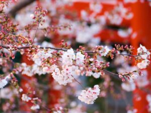 Prénoms japonais : signification, kanji et tendances pour votre bébé